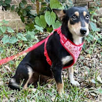 Thumbnail photo of Kirsha #1