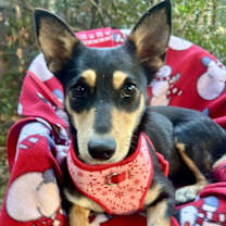 Thumbnail photo of Kirsha #4