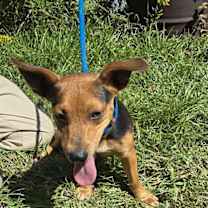 Thumbnail photo of Jerino #1