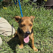 Thumbnail photo of Jerino #2