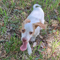 Thumbnail photo of Cormick #1