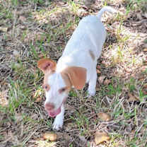 Thumbnail photo of Cormick #2