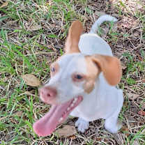 Thumbnail photo of Cormick #3