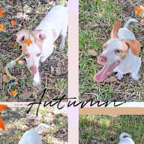 Thumbnail photo of Cormick #4