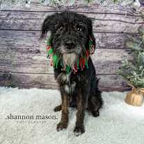 Thumbnail photo of Meeko #1