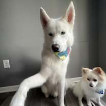 Thumbnail photo of Cooper #2