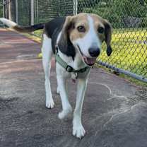 Thumbnail photo of Millie #1