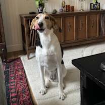 Thumbnail photo of Millie #2