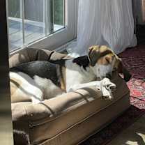 Thumbnail photo of Millie #3