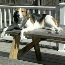 Thumbnail photo of Millie #4