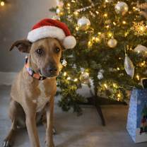 Thumbnail photo of Valentinox #3