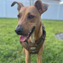 Thumbnail photo of Valentinox #4