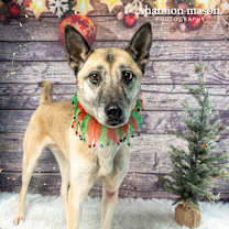 Thumbnail photo of Riddick aka Riddy #2