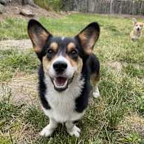 Thumbnail photo of Boba #1