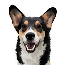 Thumbnail photo of Boba #2