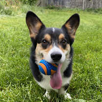 Thumbnail photo of Boba #3