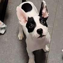 Thumbnail photo of Alphonse #1