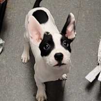 Thumbnail photo of Alphonse #2