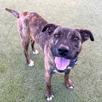 Thumbnail photo of Tortle #1