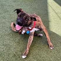 Thumbnail photo of Tortle #2