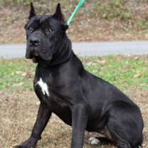 Thumbnail photo of Luna 42924 #1