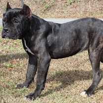 Thumbnail photo of Nova 42868 #2