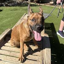 Thumbnail photo of AUGGIE #1