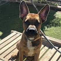 Thumbnail photo of AUGGIE #2