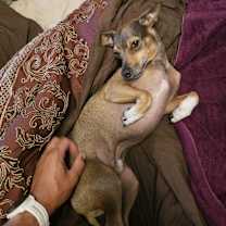 Thumbnail photo of Roo #1