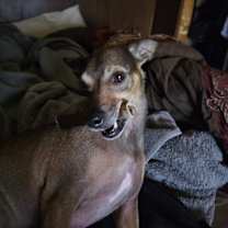 Thumbnail photo of Roo #3