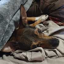 Thumbnail photo of Roo #4