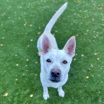 Thumbnail photo of Smokey #2