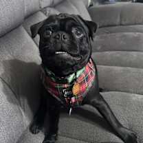 Thumbnail photo of Kik #4