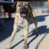 Thumbnail photo of Rosie #1