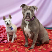 Thumbnail photo of Nola #1