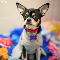 Thumbnail photo of Bella #2