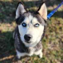 Thumbnail photo of Mishka JuM #1