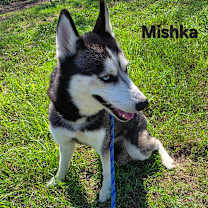 Thumbnail photo of Mishka JuM #2