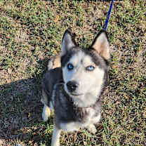 Thumbnail photo of Mishka JuM #4