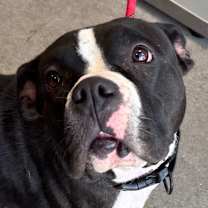 Thumbnail photo of Mia #3