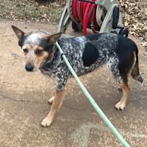 Thumbnail photo of Dolly #1