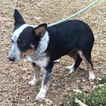 Thumbnail photo of Holly #1