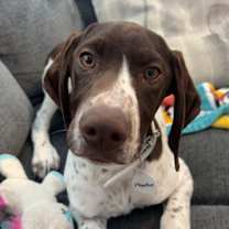 Thumbnail photo of Phoebe #1