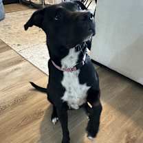 Thumbnail photo of Arya #2