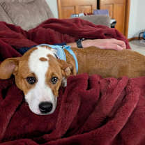 Thumbnail photo of Sandy-Paws #1