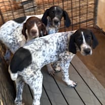 Thumbnail photo of Phoebe #2