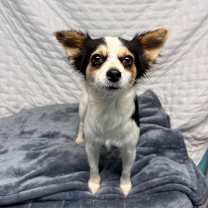 Thumbnail photo of Bonbon #1