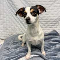 Thumbnail photo of Taffy #1