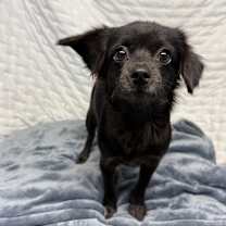 Thumbnail photo of Jellybean #1