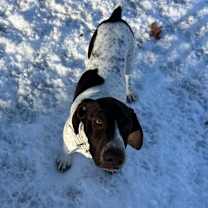 Thumbnail photo of Phoebe #3